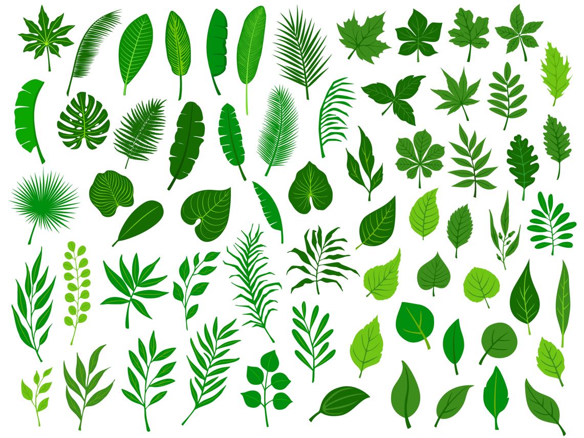 collection set of different green tropical forest park tree leaves branches and twigs